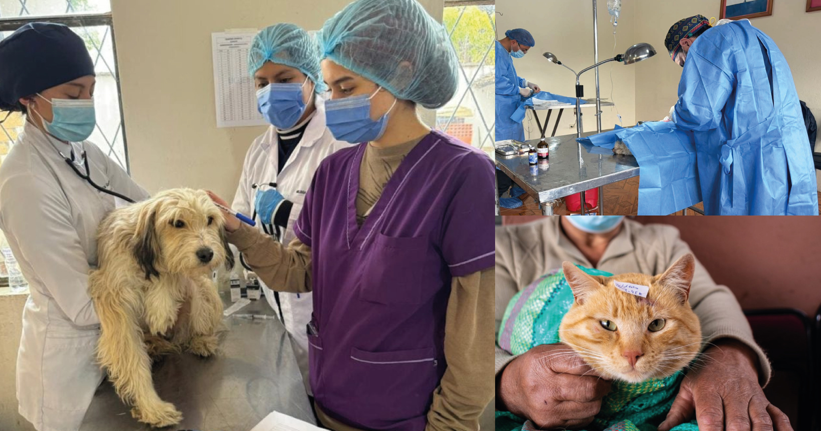 Unidad de Gestión Animal