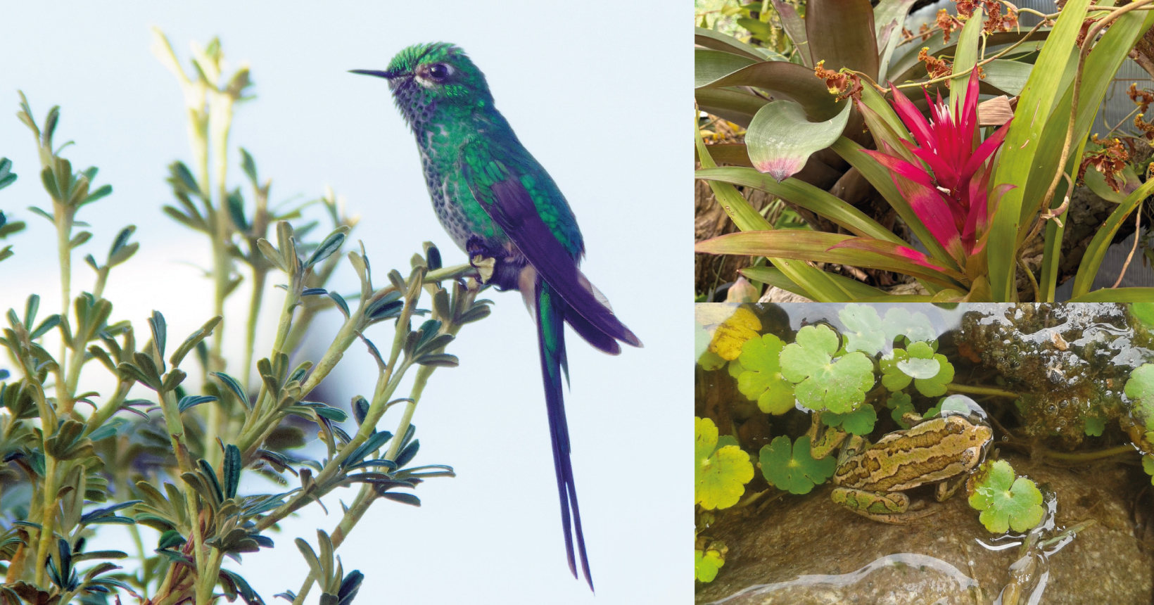 Biodiversidad y Recursos Naturales
